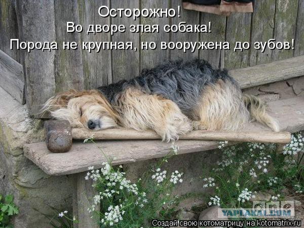 Комментарии из соцсетей, картинки