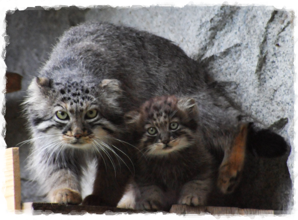 Манул Купить Котенка Цена Москва