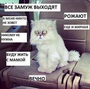 Котовторнику посвящается.