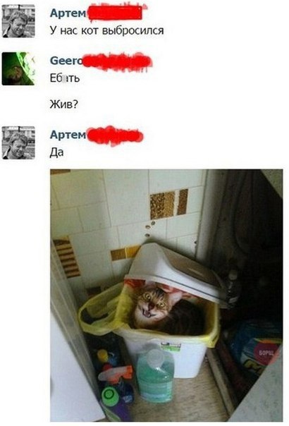 Котэподборка