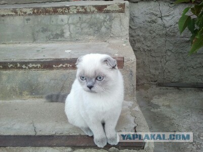 Котовторник 28.07.2015