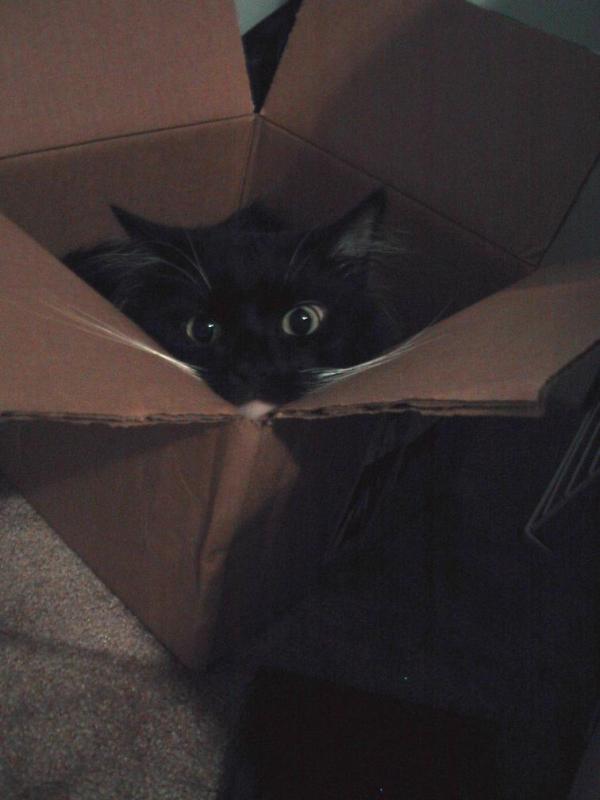 Коты, кошки, котята