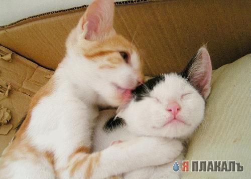 Коты, кошки, котята