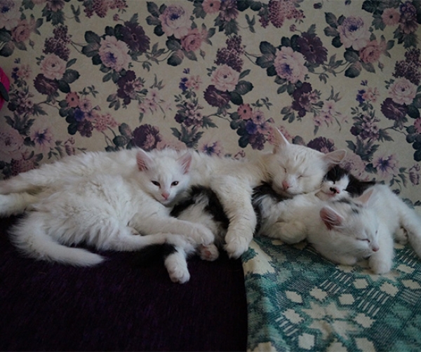 Котовторник  01.03.2016