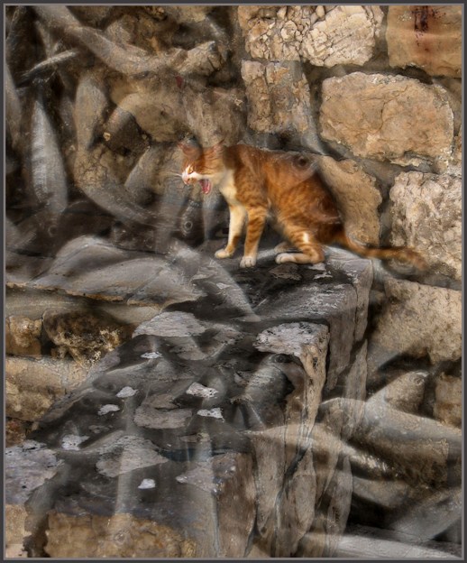 Коты, кошки, котята