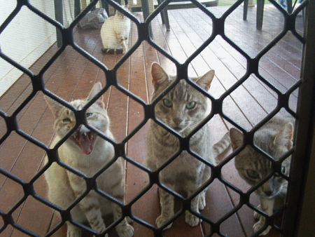 Котовторник  10.05.2016