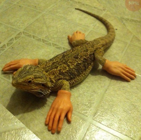 Божьи твари