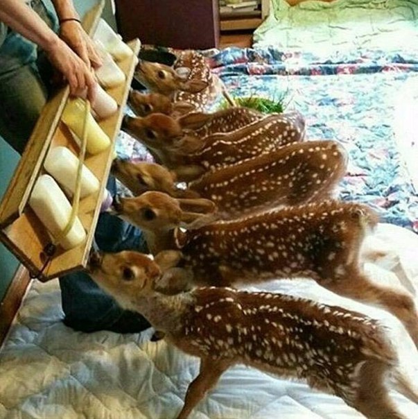 Божьи твари