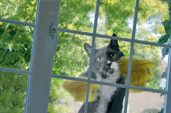 Коты из сети