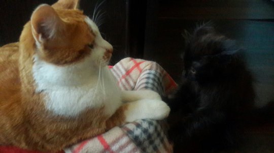 Коты из сети