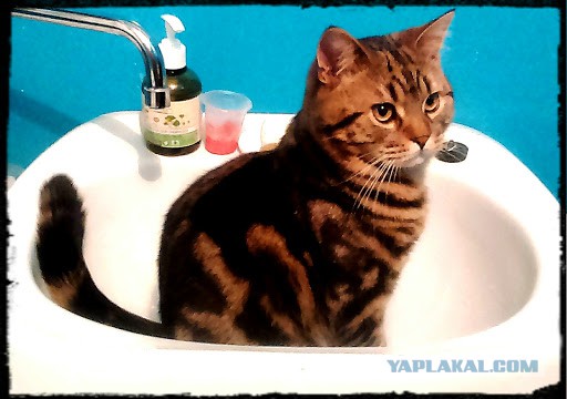 Котовторник 21.02.2017