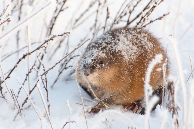 Просто Природа