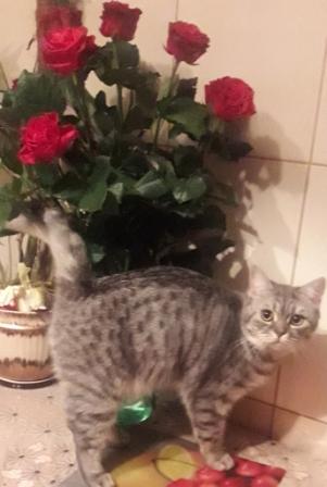 А не открыть бы нам котовторник 03.04.2018