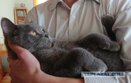 Котовторник 05.06.2018