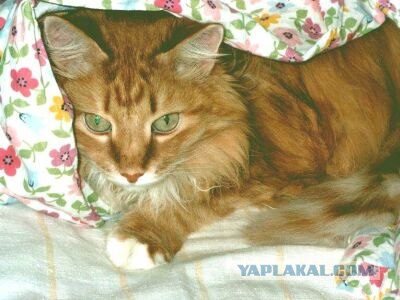 Котовторник на ЯПлакалъ