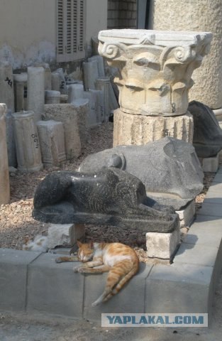 Котовторник в Египте