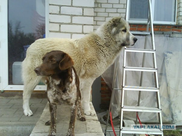 Немецкие овчарки