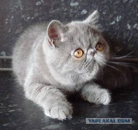 Котовторник 1.11.11