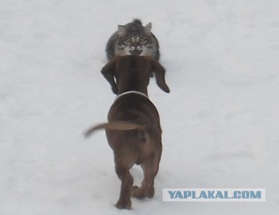 Котовторник (24. 01. 2012 )