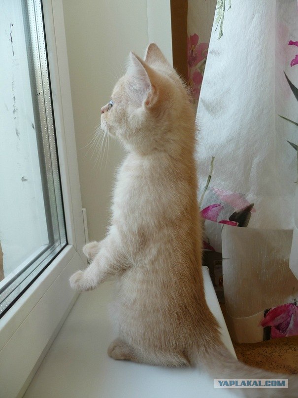 Котовторник (14.02.2012)