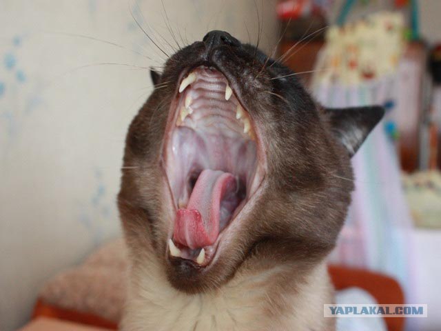 Котовторник! 13.03.2012