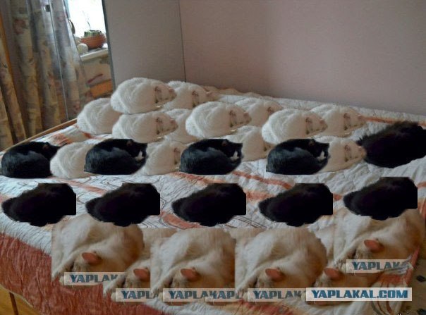 Кот, который не определился