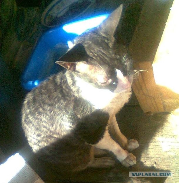 Котовторник 22.05.2012