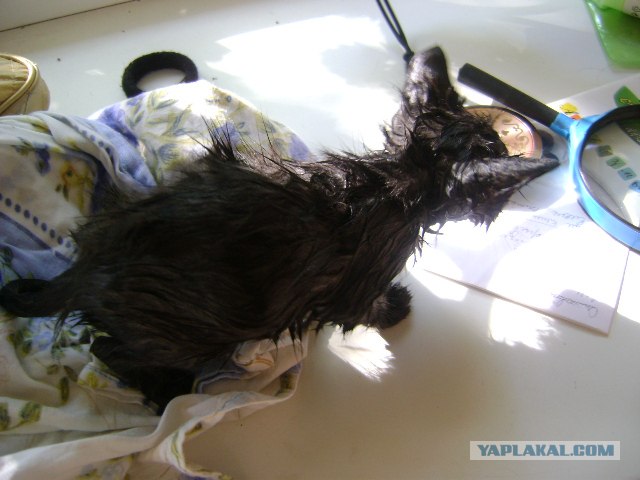 Котовторник   5.06.2012