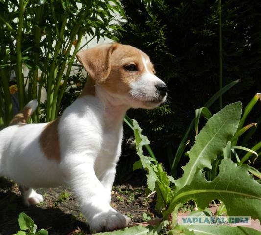 Собакочетверг 12.07.2012