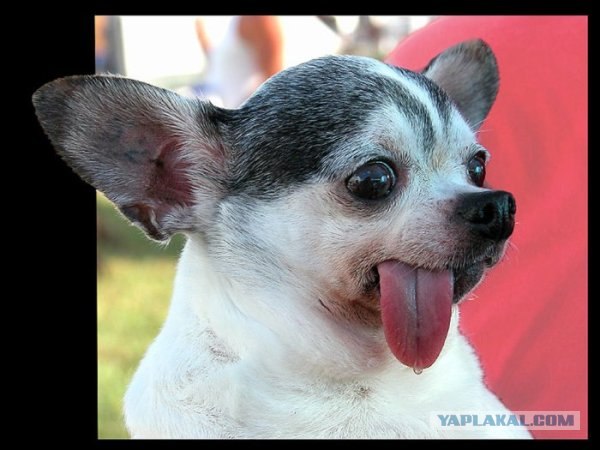 "Перекачала" она себе губы! :)