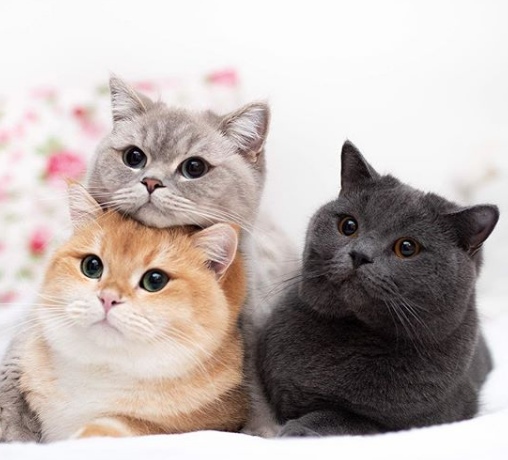 Прикольных котов пост