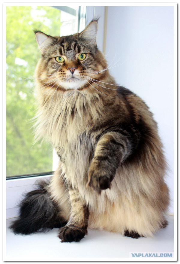 20 снимков с кисточками, доказывающих, что прекраснее мейн-кунов могут быть лишь котята мейн-кунов