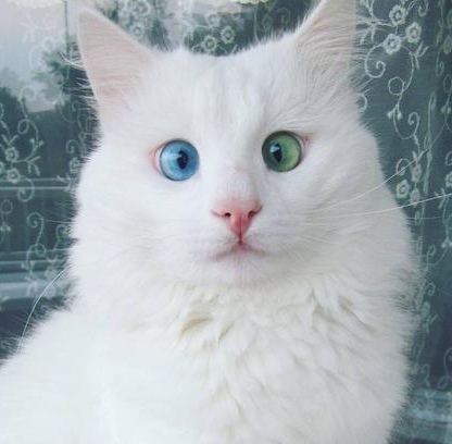 Забавные фото котеек