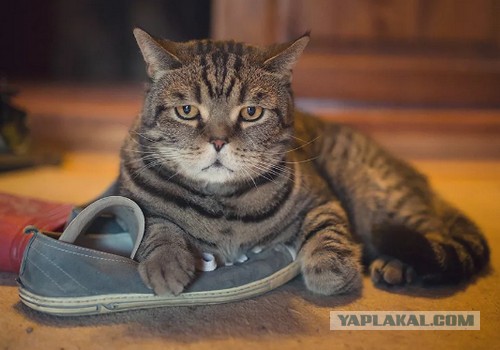 Правильный кот пользуется унитазом, а не лотком