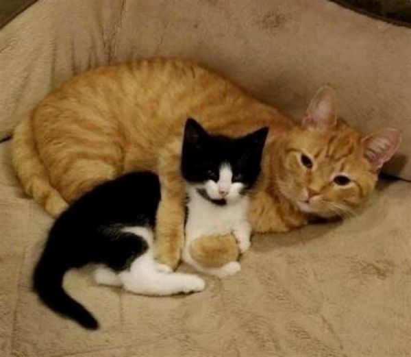 Забавные фото котеек
