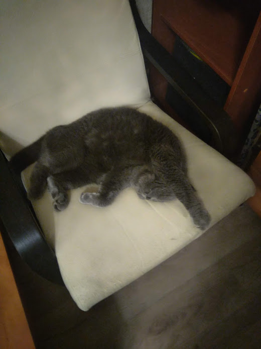 ̶К̶о̶р̶о̶н̶  Котовторник!