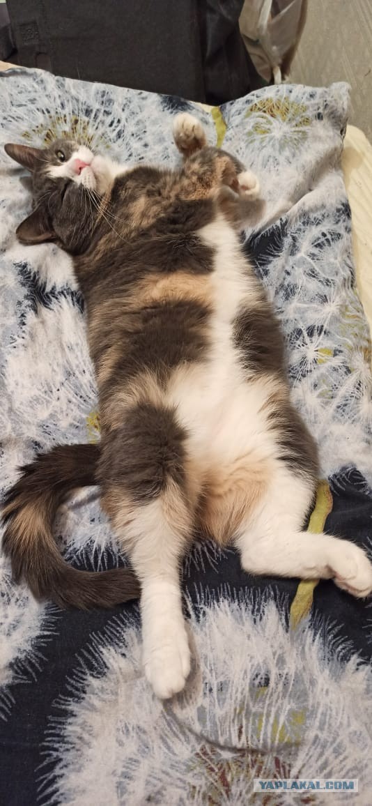 Котовторник. Добавляйте своих