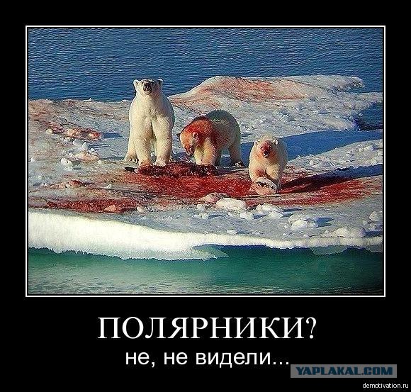На что ты готов ради удачного снимка ?