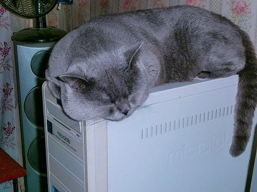 Подборка всякой живности
