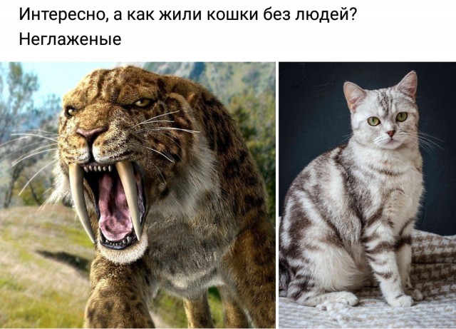 Картинки и мемы для настроения 22.11.2021