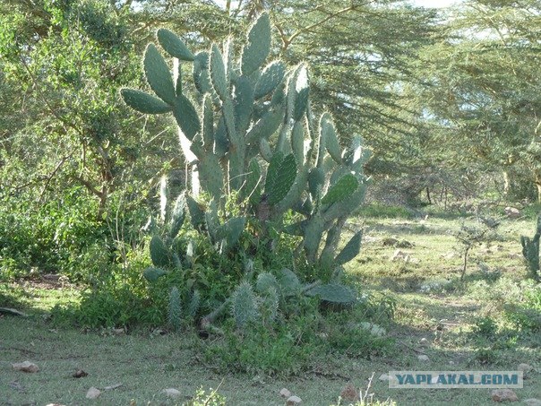 AFRICA - (Эфиопия,Кения,Танзация) 4-16 ноября 2011