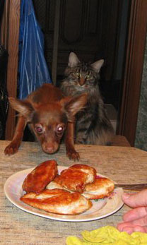 Мои мейн куны