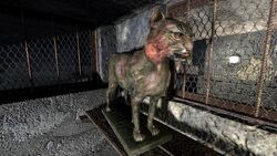 Взяли кота из Чернобыля