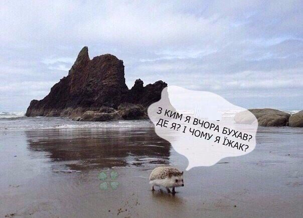 Злые вы
