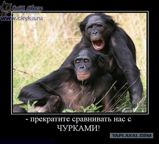 Новый шедевр ведростроения.