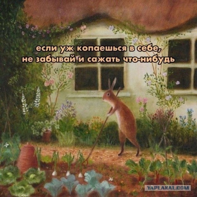 Картинки для деградации 204 (разной степени свежести)