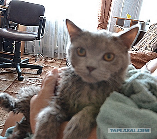 Котовторник на 24.09.2013г