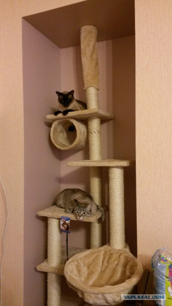 Любителям кошек