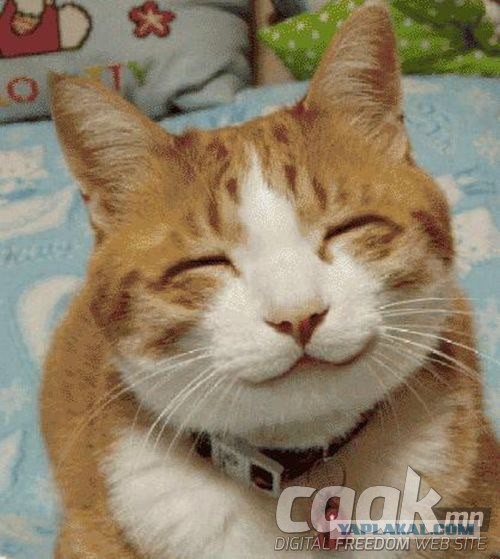 Проблемы коротышек