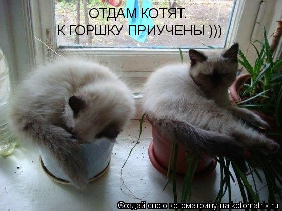 Когда вы плюсуeтe тему в платине